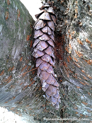 What is inside a pine cone?