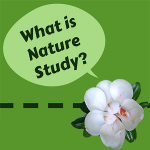 What is nature study? Nature journal picture | Elemental Blogging