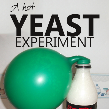 A Hot Yeast Experiment at the Science Corner