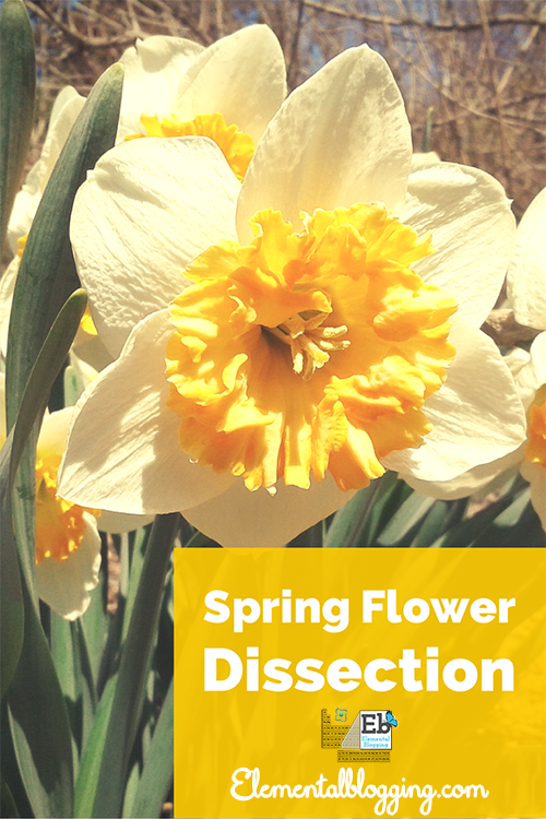 Spring Flower Dissection | Elemental Blogging