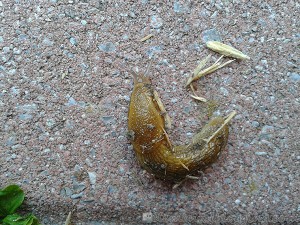 Impromptu Nature Study