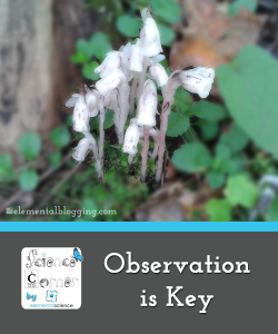 Observation is Key | Elemental Blogging