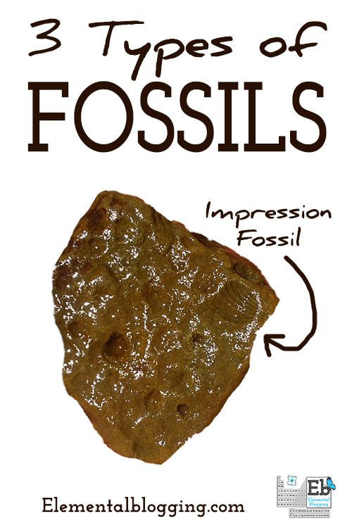 3 Types of Fossils | Homeschool Science Corner