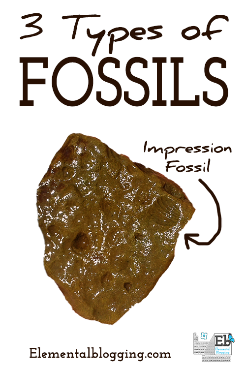 3 types of fossils