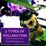 Types of Pollination