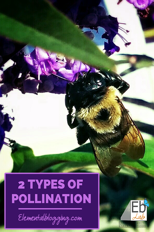 The Two Types of Pollination | Homeschool Science Corner {Explanation, Activity, Book Suggestions, and Free Printable Included}