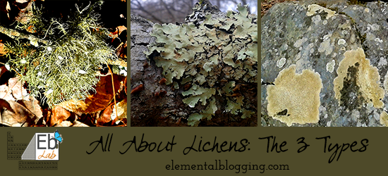 All About Lichens at the Homeschool Science Corner