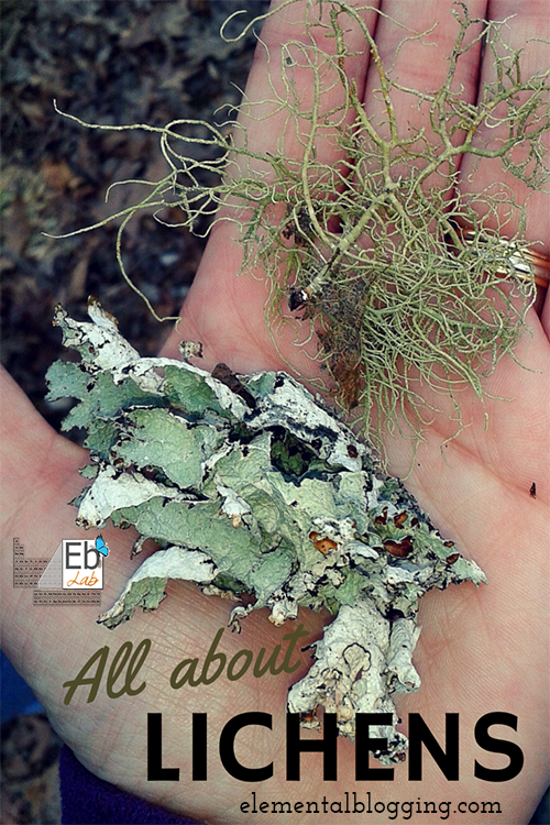 All About Lichens at the Homeschool Science Corner | Learn what a lichen really is, what the three types are, and go on a lichen hunt of your own! {Free Printable Included}