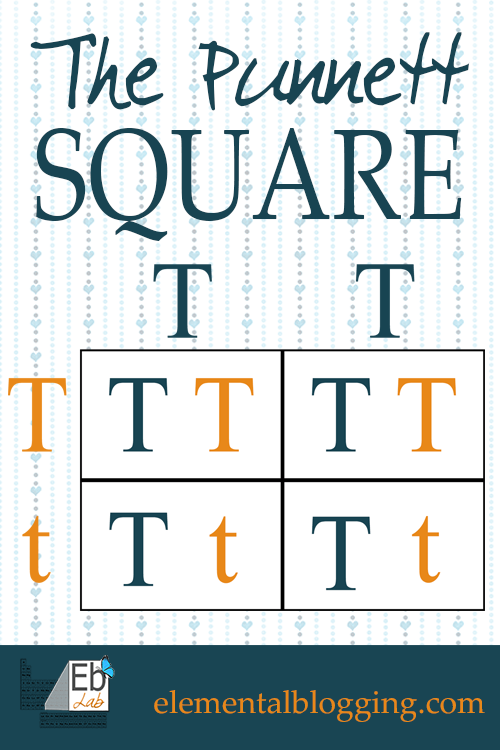 The Punnett Square {FREE Printable Included from Elemental Blogging}