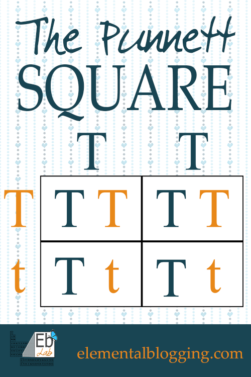 punnett square template