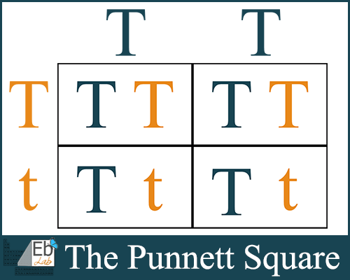 punnett square template