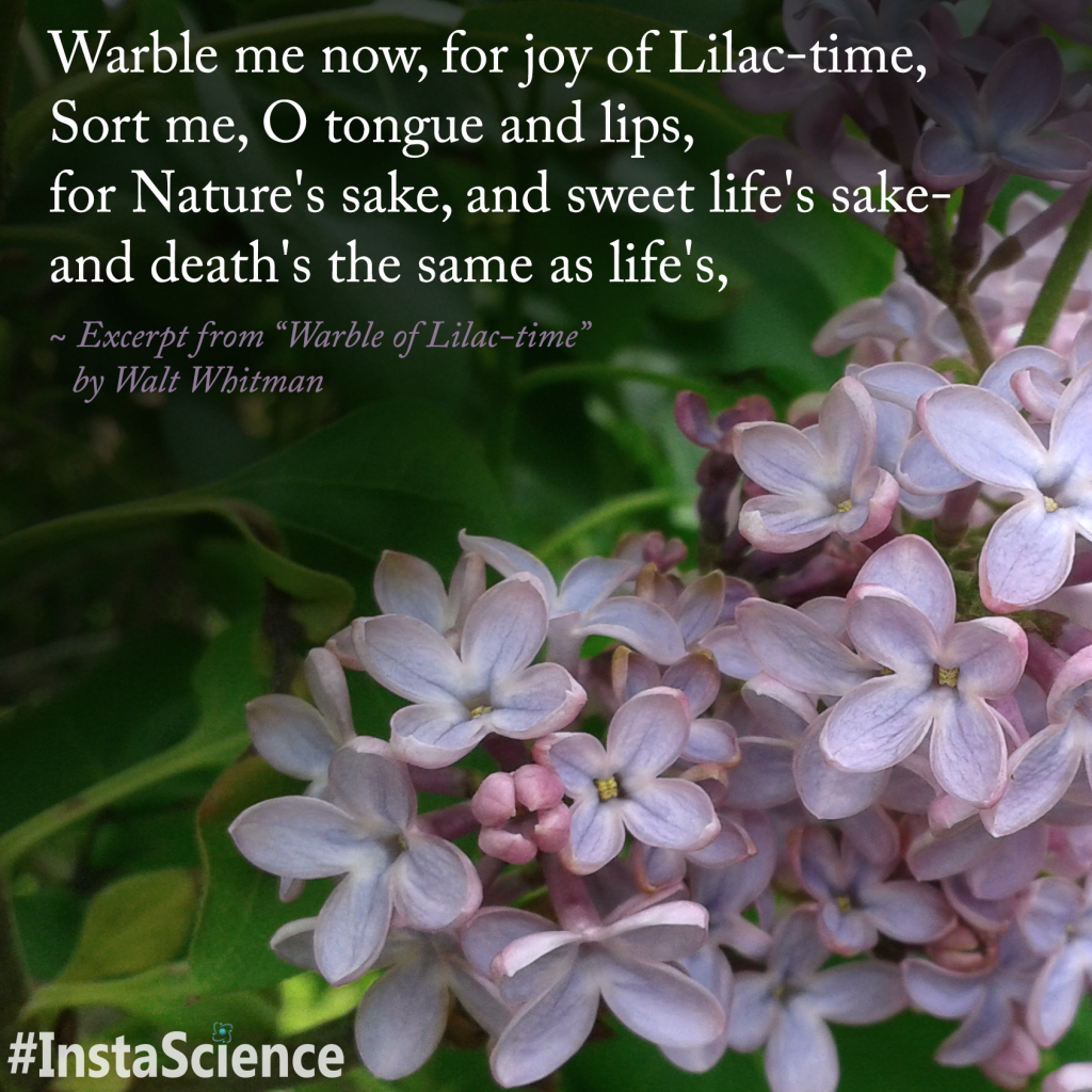 "Warble of Lilac-time" by Walt Whitman | Learn more about lilacs with InstaScience from Elemental Blogging