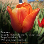 Tulips {InstaScience}