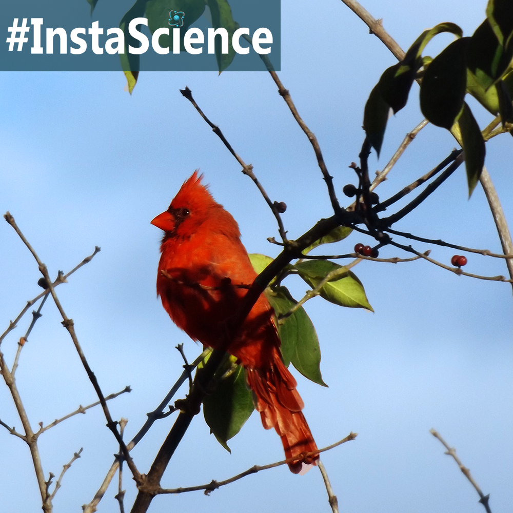 Male cardinals are easy birds to spot, thanks to their bright red plumage. Come learn about these birds in an instant at Elemental Blogging.