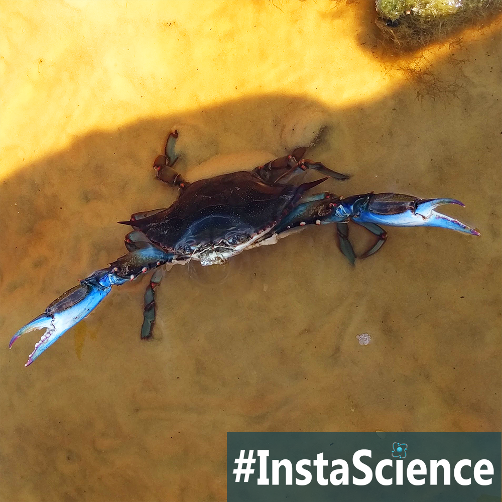 Blue Crab's scientific name Callinectes sapidus means "beautiful savory swimmer." Come learn about this ten-legged crustaceans in an instant!