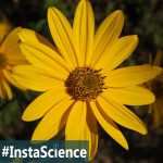 Daisies are a composite flower and each bloom consists of small flowers called florets in the center. Come learn about this amazing flower in an instant!