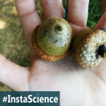 Learn how to dissect acorns in an instant!