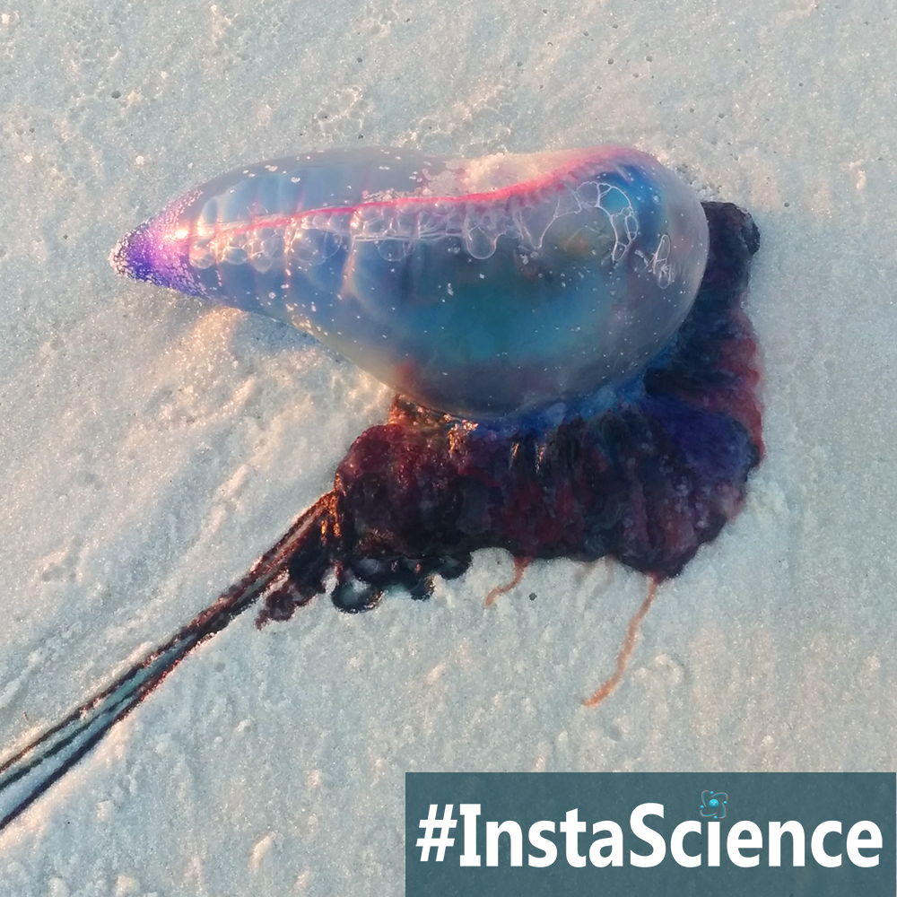 Jellyfish have been around for a super long time! In this week's InstaScience, we are learning about this beautiful, but potentially dangerous sea creature.
