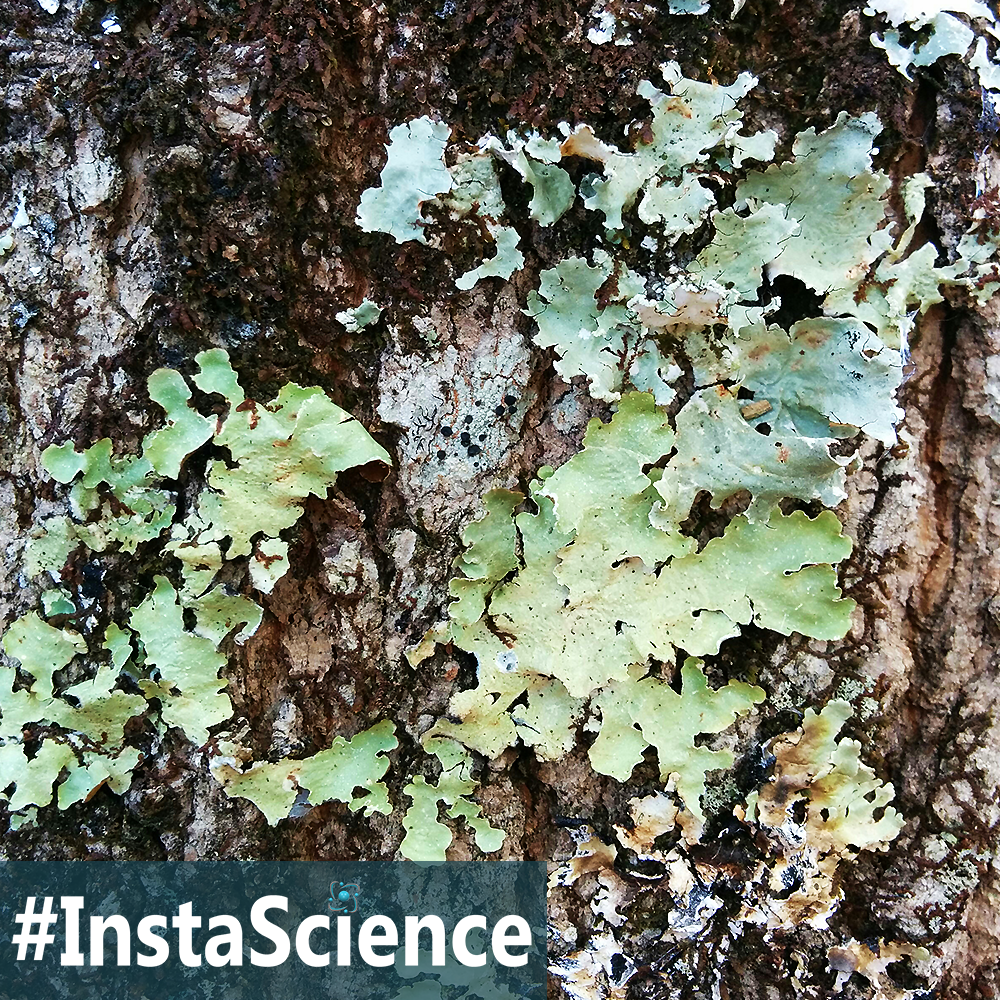 Lichens are amazing examples of biological partnerships. Click on over to learn about lichens in an instant and snag a few activity ideas!