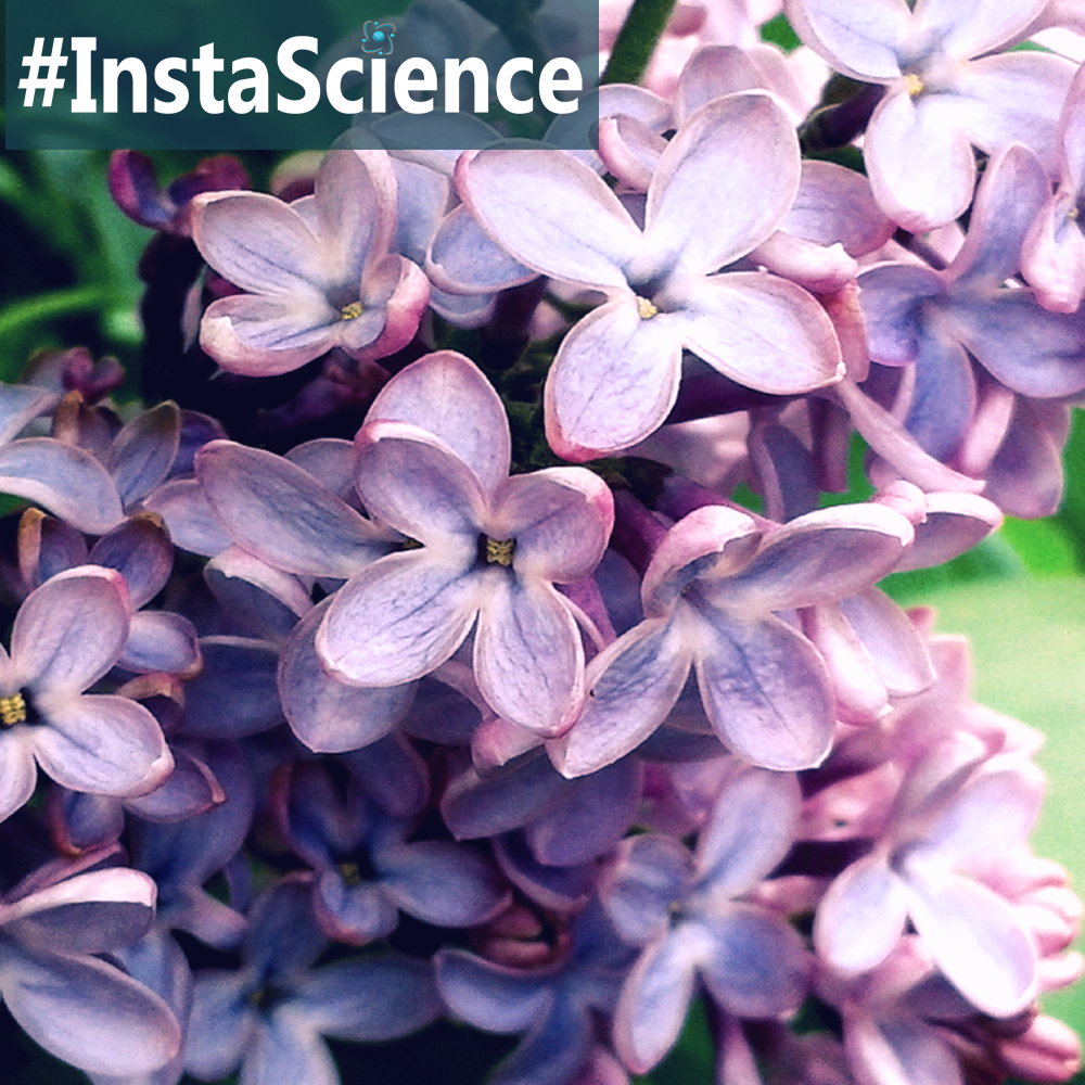 The lilac is one of the most appealing flowers in spring due to its beauty, sweet smell, and color. Learn about this flowering bush in an instant!