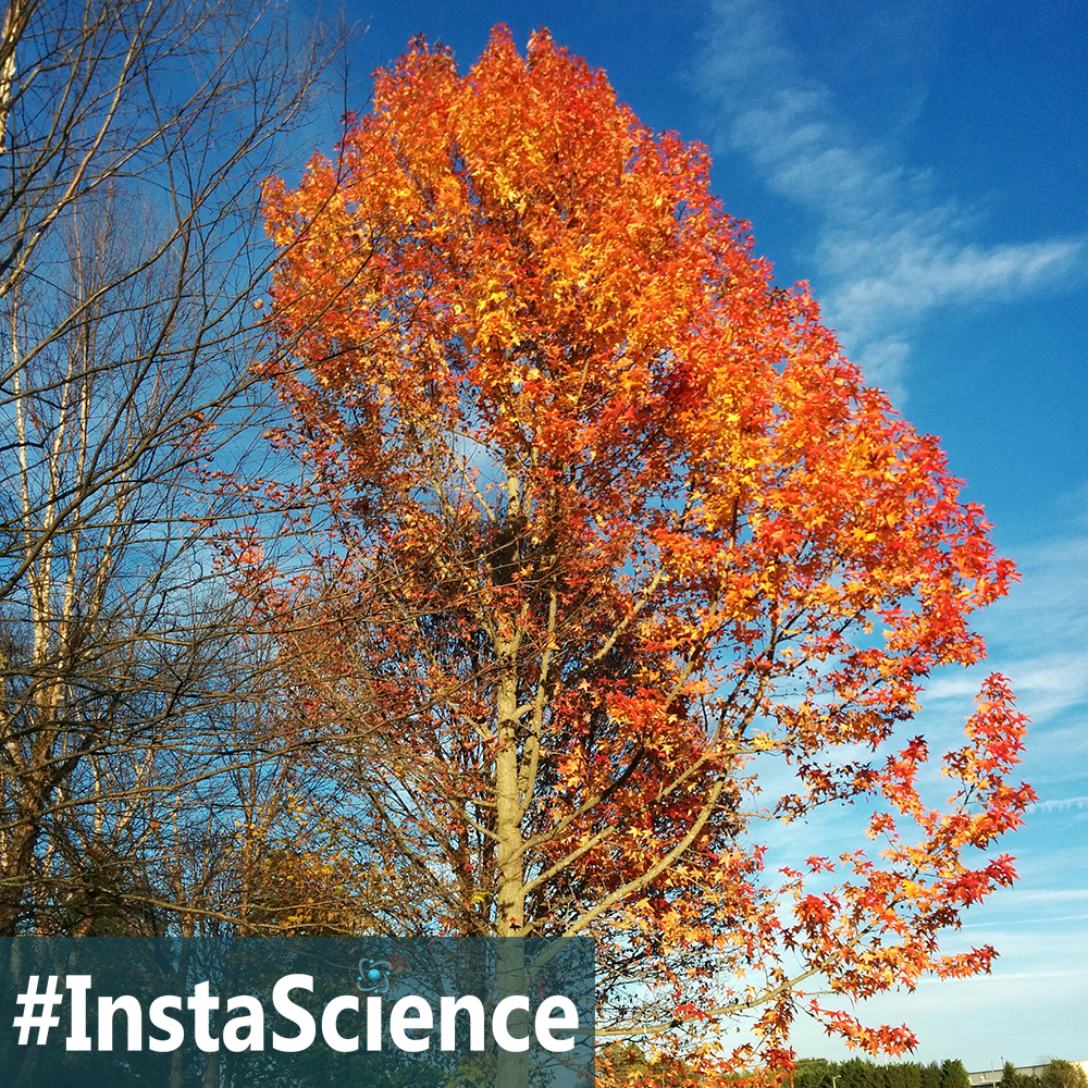 Learn about a maple tree in an instant with these facts and activities!