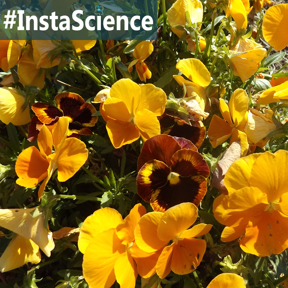 Learn about pansies in an instant with this information, activity, and free printable!
