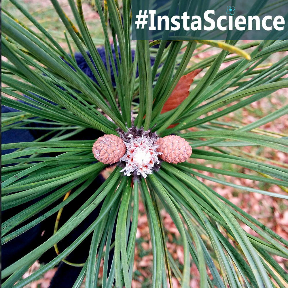 Every year, many of us welcome pine trees into our homes in the form of Christmas trees. Learn more about these evergreen trees in this InstaScience post!