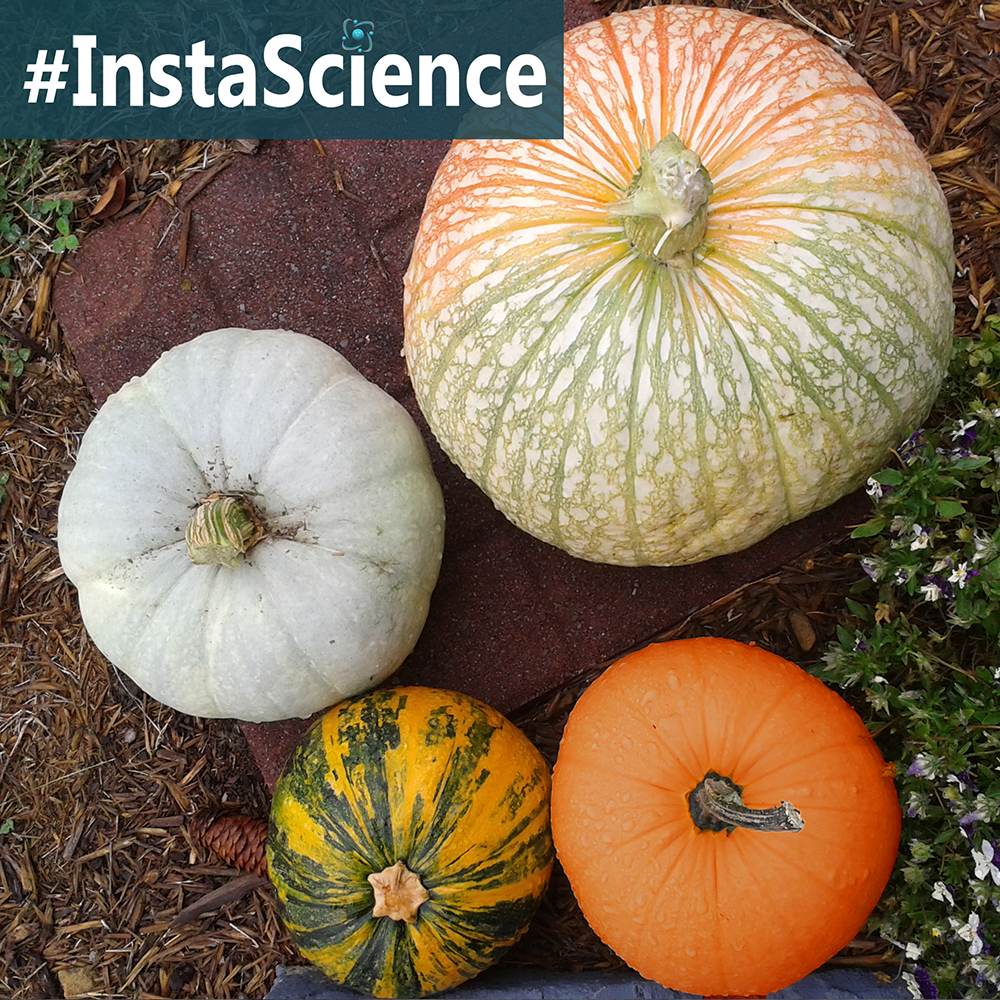 Teach your children about pumpkins in a instant with these cool facts and fun science activities!