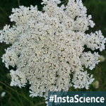 One of my favorite late summer field flowers is the Queen Anne’s Lace. Come learn about this lacy wildflower in an instant at Elemental Blogging!