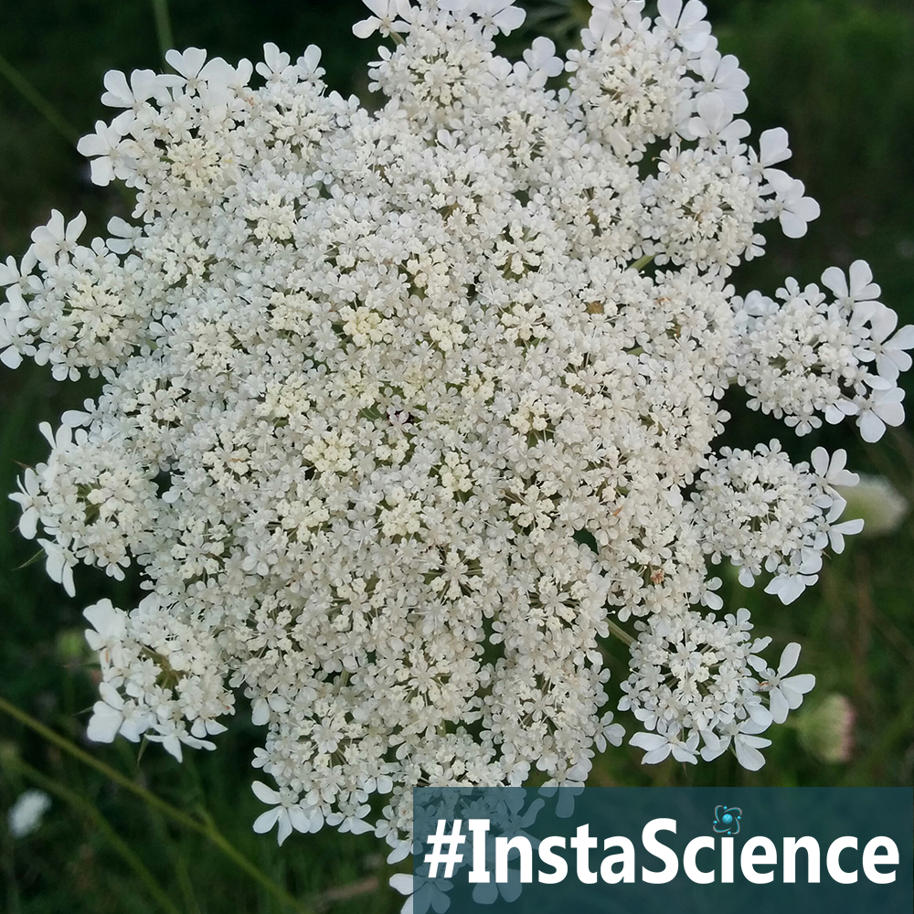 One of my favorite late summer field flowers is the Queen Anne’s Lace. Come learn about this lacy wildflower in an instant at Elemental Blogging!