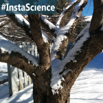 Why is snow white? And how does it form? Learn the answers to these questions in this weeks InstaScience!