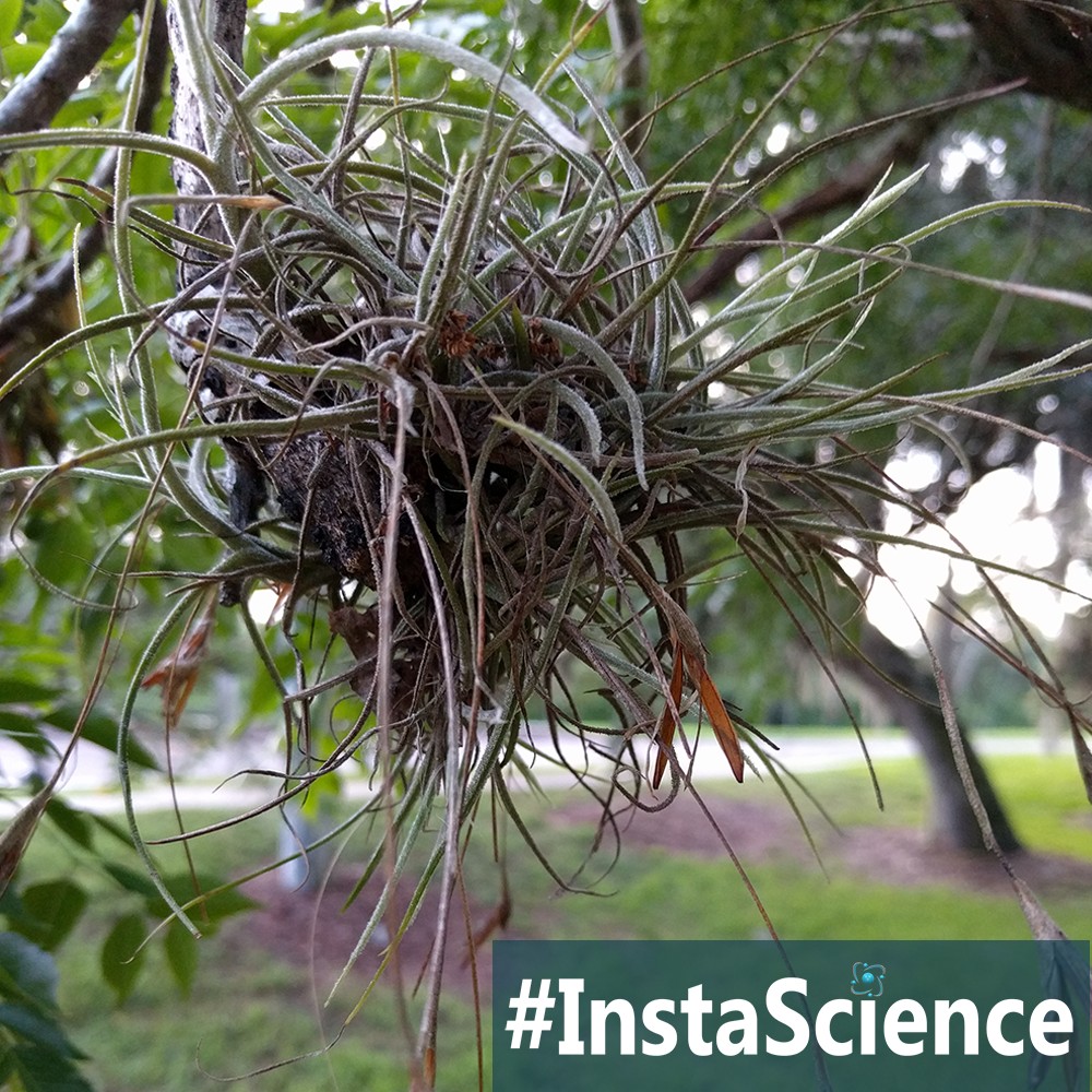 Hanging from majestic trees, Spanish moss is a superb 'air plant' that is not a moss nor from Spain. Learn about this mysterious plant in an instant.