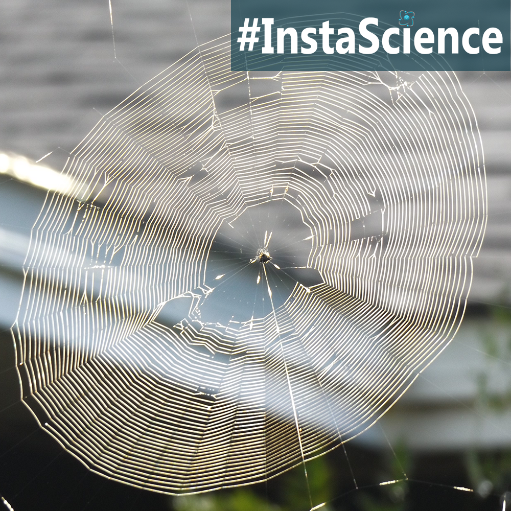 Learn about spider web in an instant with this information, activity, and free printable!