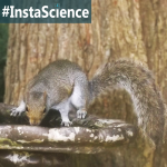We live in a place with lots of trees. In addition to all the wonderful shade, we also have a lot squirrels who visit. Learn about these mammals in an instant!