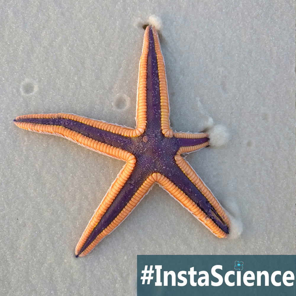 These beautiful invertebrates have no heart or blood, but they are the stars of the sea! Come learn about the amazing starfish in an instant!