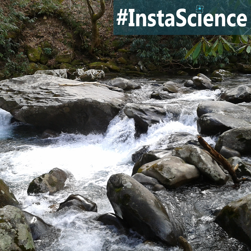 Streams are beautiful to look at, but they are also an important part of the forest habitat. Learn about these swift-moving threads of water in an instant!