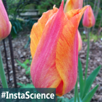 The tulip is the queen of the spring blooms and they are popping out everywhere! Click on over to learn about these beauties as you teach science at home!
