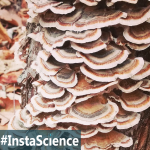 Turkey Tail is one of the most common species in the shelf fungus family, so chances are good you have seen one of these!
