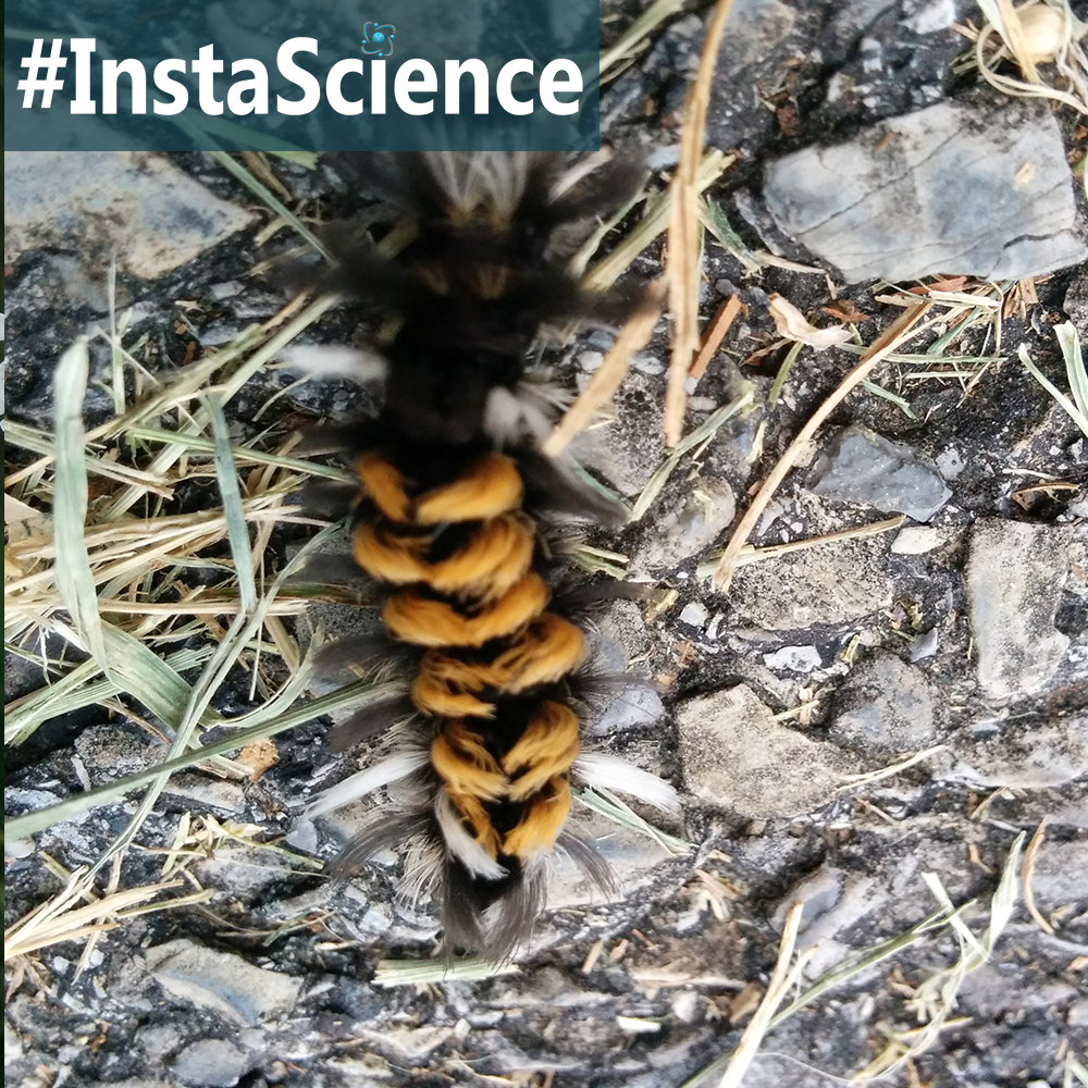 The Milkweed Tussock Caterpillar is furry orange and black creature usually found in milkweed plant. Come learn about this hairy caterpillar in an instant.