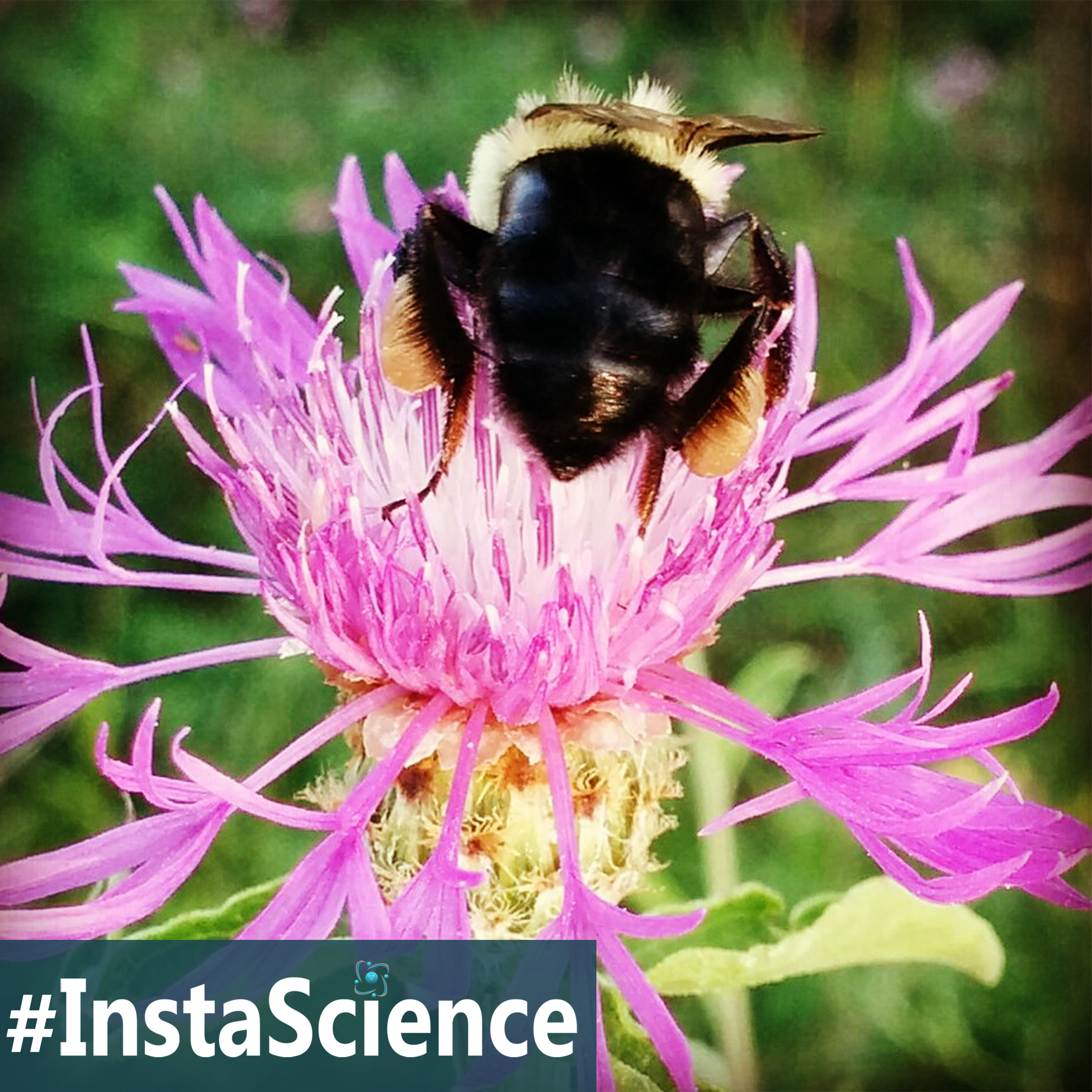 Check out the legs on this bee - is it from his awesome muscles or from pollen? Click on over to see facts, videos, and more!