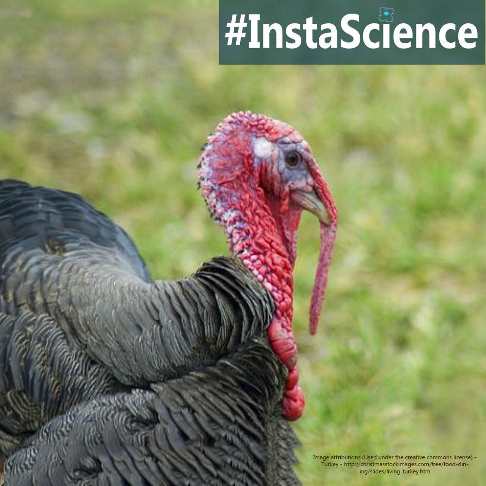 Learn about turkeys in an instant with this information, activity, and free printable!