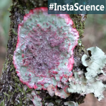 See a Beautiful Holiday Nature Spotlight {Christmas Lichen}