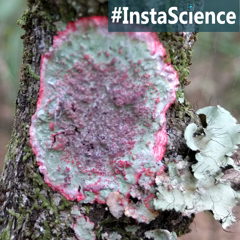 Learn about Christmas lichen in an instant with this information, activity, and free printable!