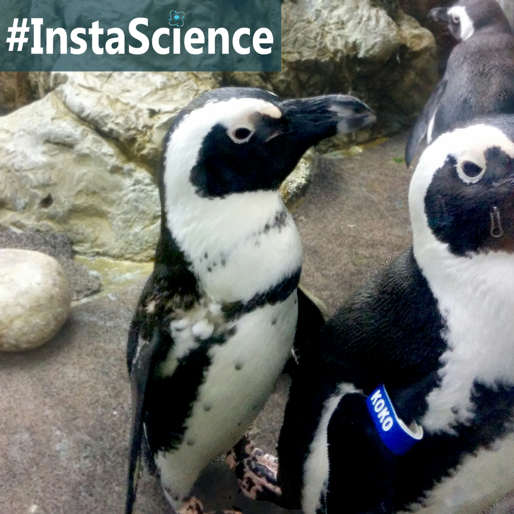 Learn about penguins in an instant with this information, activity, and free printable!