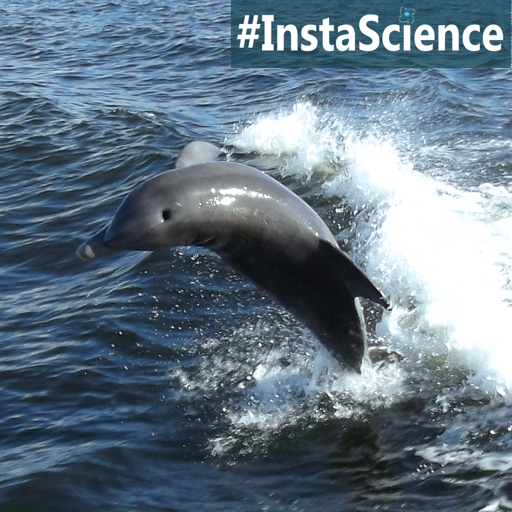 Learn about Bottlenose Dolphins in an instant with this information, activity, and free printable!