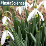 Learn about Snowdrops in an instant with this information, activity, and free printable!