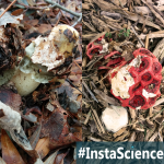 The Stinkhorn – A Mushroom Only A Mother Could Love