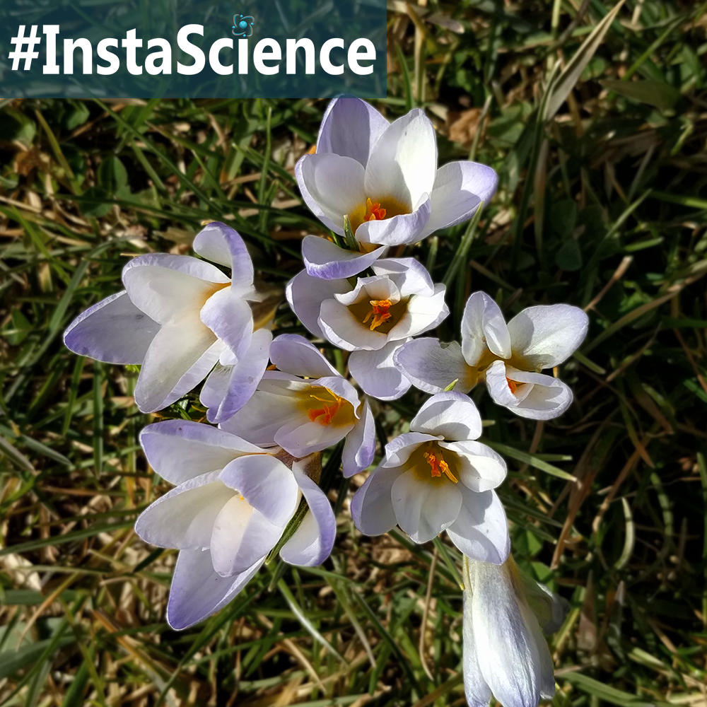 Learn about Crocus in an instant with this information, activity, and free printable!