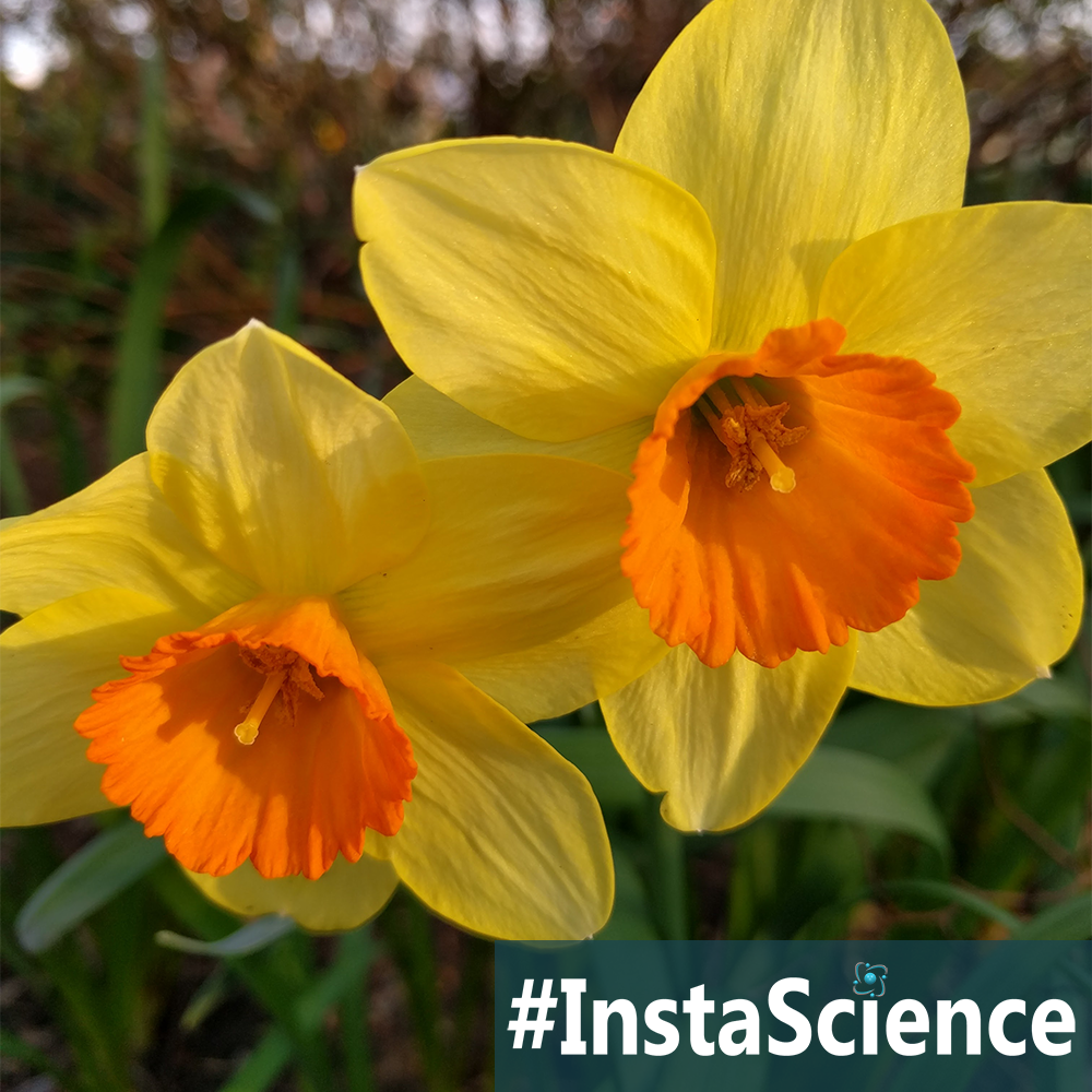 Learn about Daffodils  in an instant with this information, activity, and free printable!