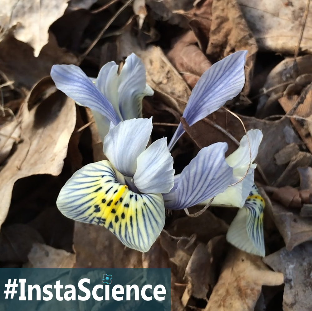 Learn about Iris in an instant with this information, activity, and free printable!